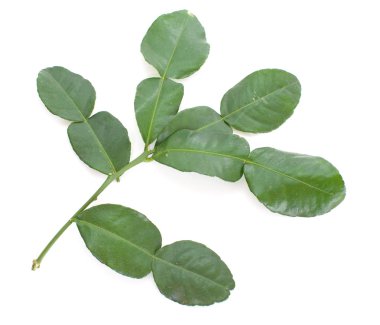 Kafir kireç yaprakları