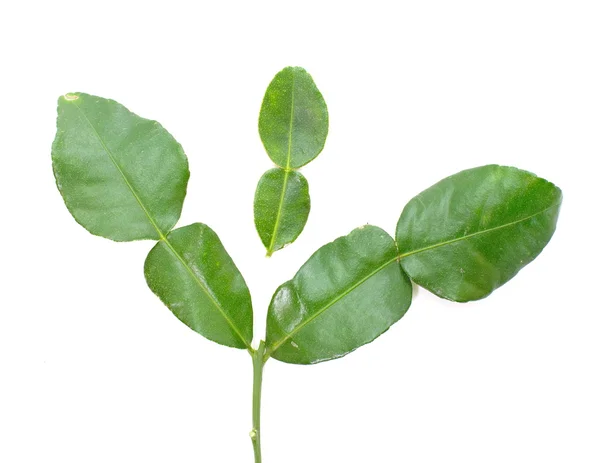 Kaffir lime leaves — Stock Photo, Image