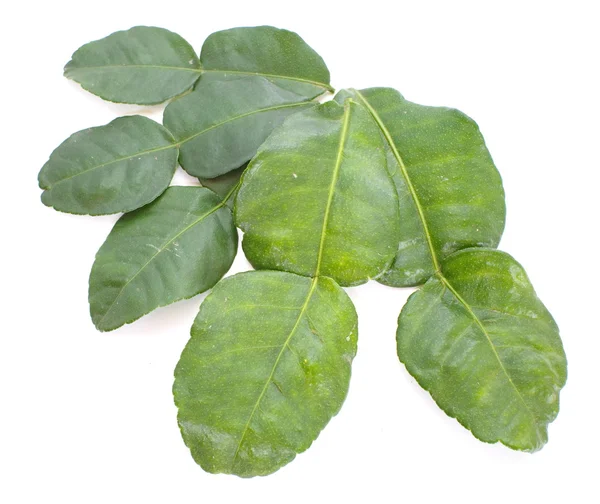 Kaffir lime leaves — Stock Photo, Image