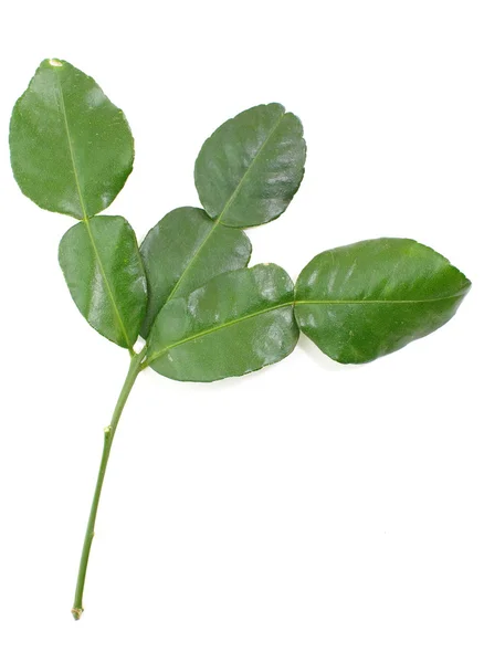 Kaffir lime leaves — Stock Photo, Image