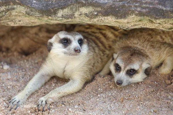 Dois meerkats — Fotografia de Stock