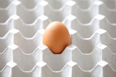 taze kahverengi yumurta