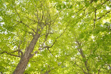 Büyük ağaçlar Sarı ve yeşil yaprakları ile