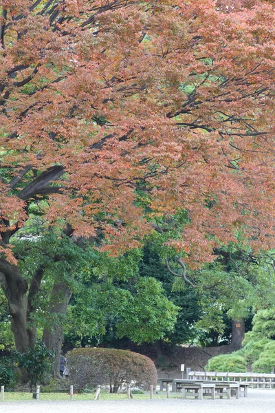 Grandes árboles con hojas amarillas y rojas — Foto de Stock