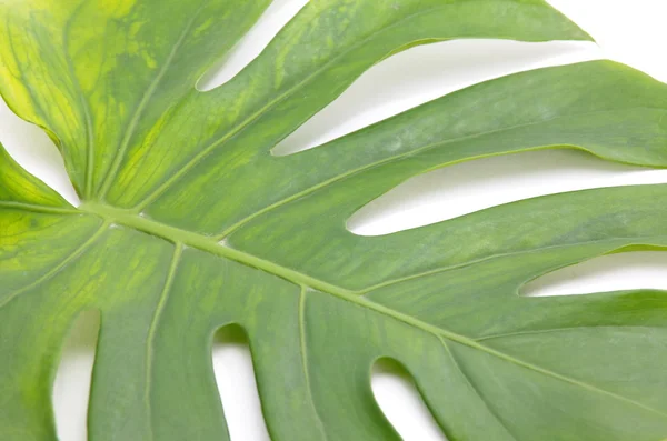 Green leaf  close-up — Stock Photo, Image