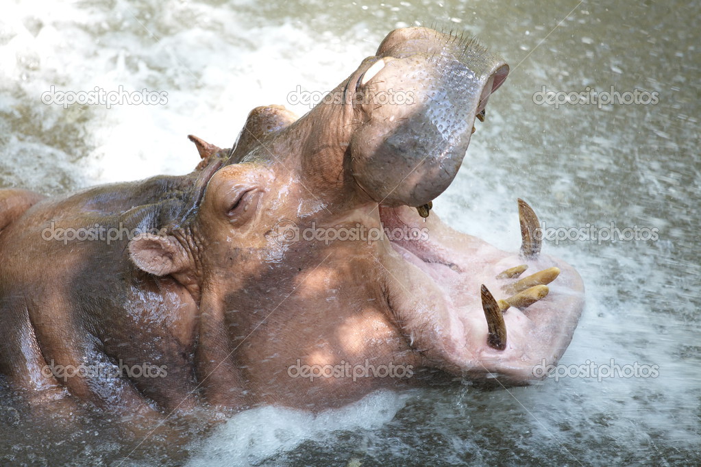 Hippopotamus showing huge jaw and 