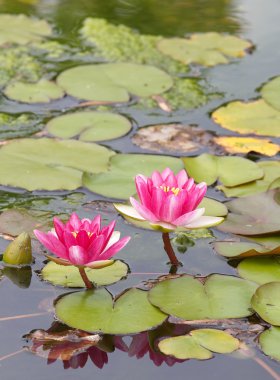 Mor lotus çiçeği göl