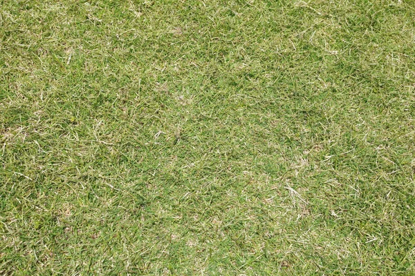 Green Grass close-up — Stock Photo, Image