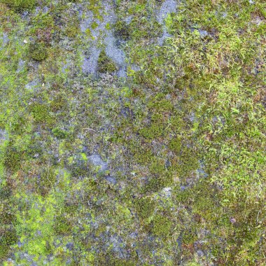 Yeşil yosun arkaplanı