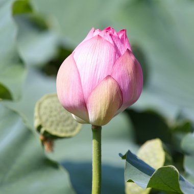 pembe nilüfer çiçeği