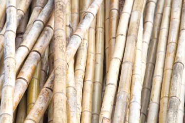 doğal bambu arka plan