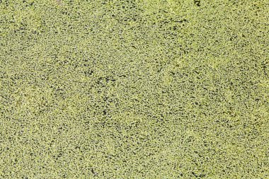 Duckweed su yüzey dokusu üzerinde kapalı