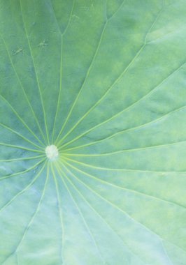 doğal yeşil yaprak