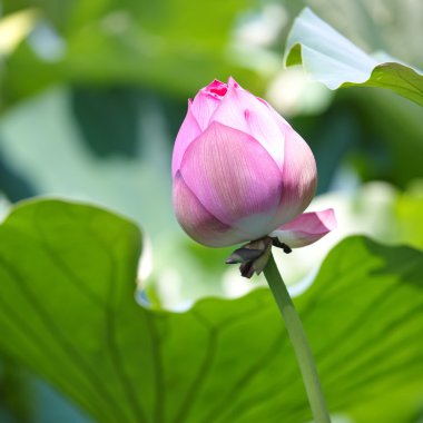 pembe nilüfer çiçeği