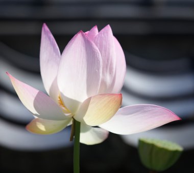 Pink lotus flower clipart