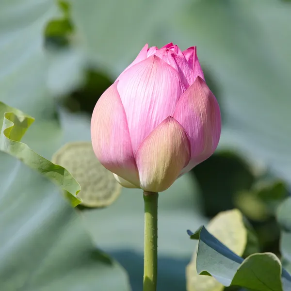 Rózsaszín lótuszvirág — Stock Fotó