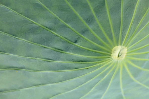 doğal yeşil yaprak