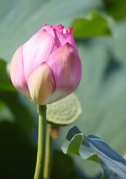 Rosa Lotusblume — Stockfoto