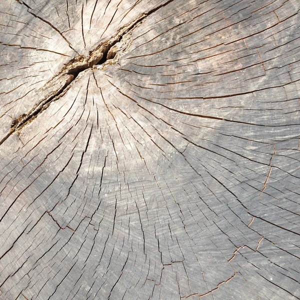 Šedá přírodní dřevo — Stock fotografie