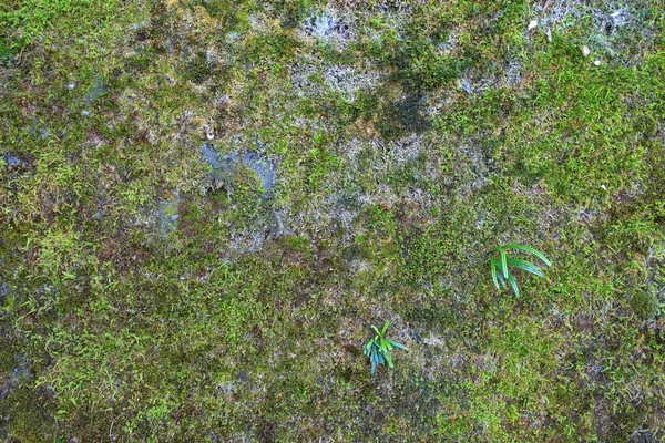 Зеленим мохом фону — стокове фото