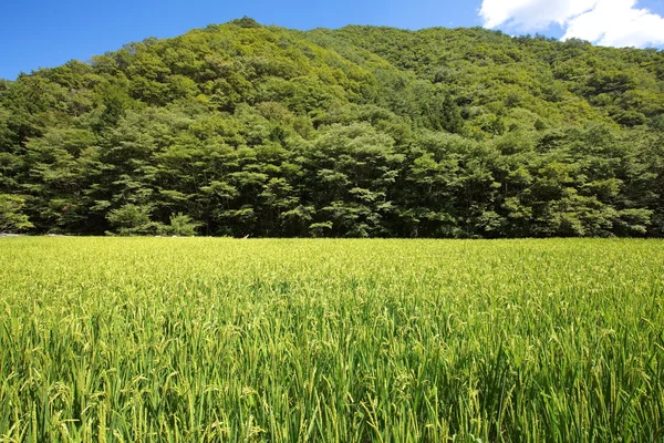 Verde jardín japonés —  Fotos de Stock