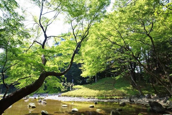 Primavera alberi da fiore nel — Foto Stock