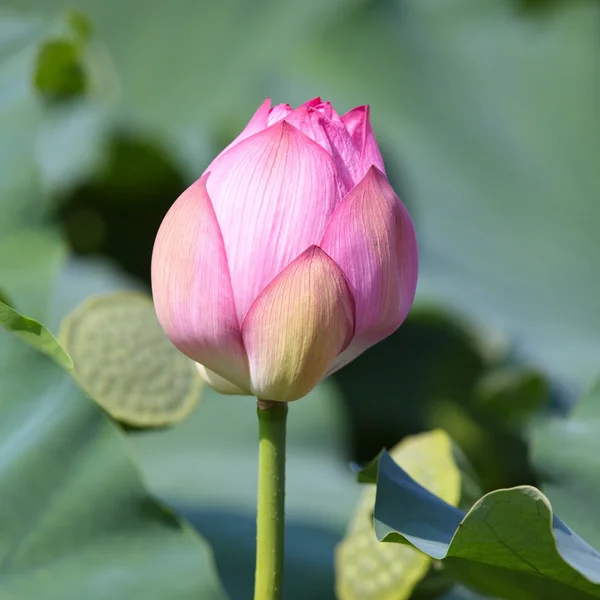 Fleur de lotus rose — Photo