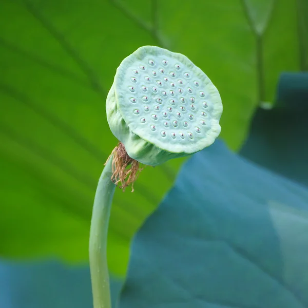 Lotus bloem plant — Stockfoto
