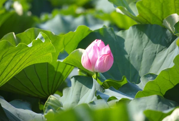 Rosa Lotusblume — Stockfoto