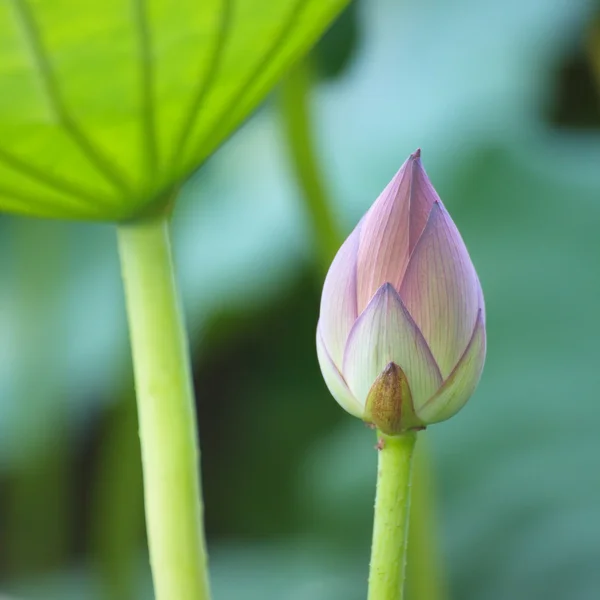 Rosa Lotusblume — Stockfoto