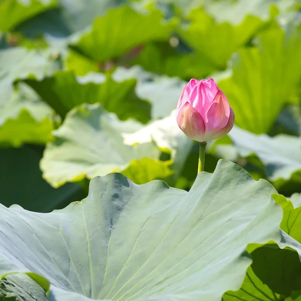 Roze lotusbloem — Stockfoto