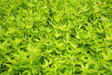 Yeşil bir Japon bahçesi