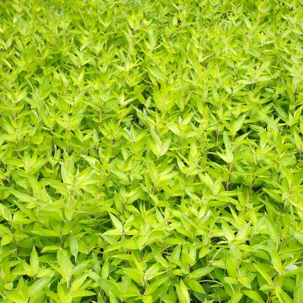 Green Japanese garden — Stock Photo, Image