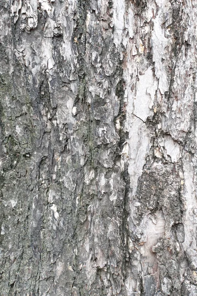 Struttura della corteccia dell'albero — Foto Stock