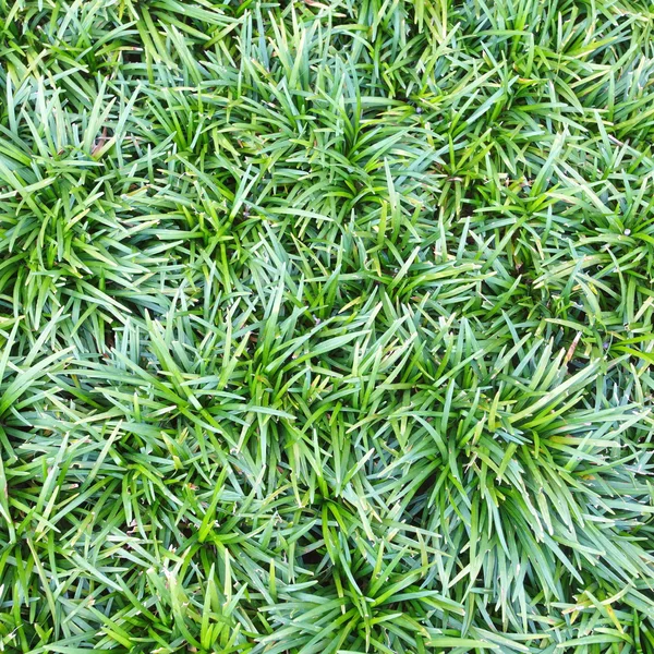 Green Grass close-up — Stock Photo, Image