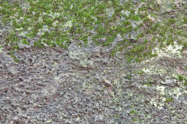 Sabah hoarfrost yeşil çimenlerin üzerinde. 