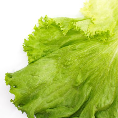 Green fresh lettuce clipart