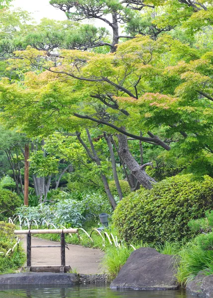 Giardino giapponese verde — Foto Stock