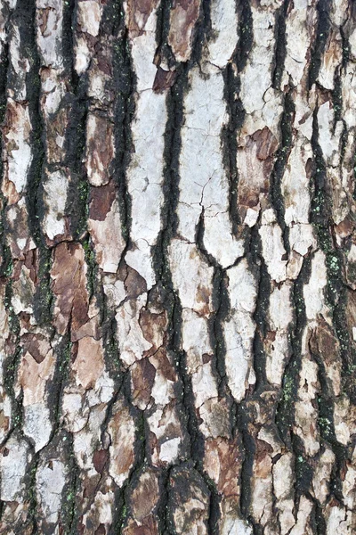 Struttura della corteccia dell'albero — Foto Stock