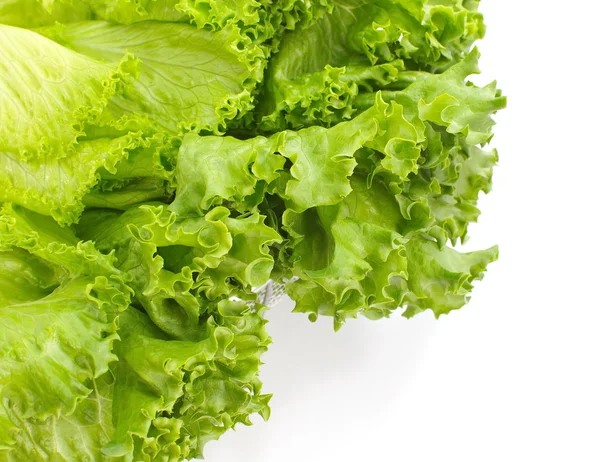 Fresh Lettuce — Stock Photo, Image