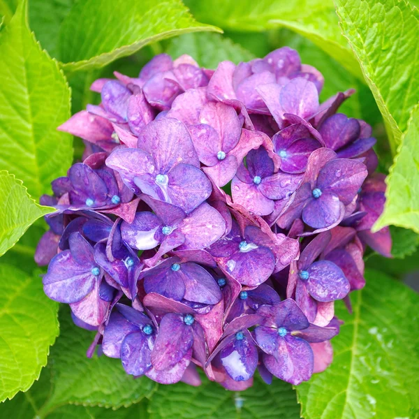 Фиолетовый цвет гортензии — стоковое фото
