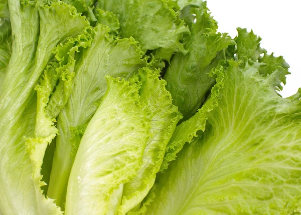 Fresh Lettuce — Stock Photo, Image