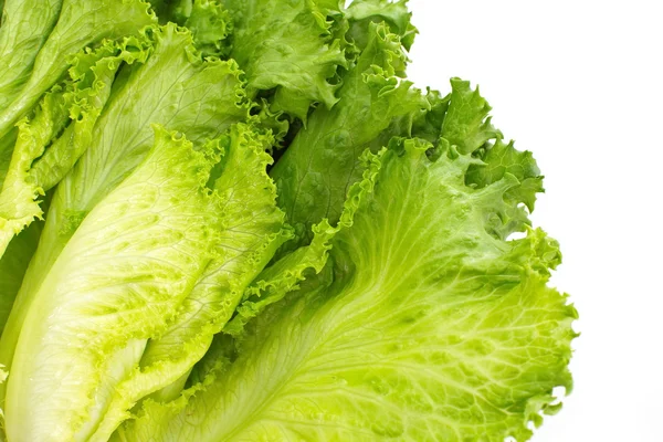 Lechuga fresca — Foto de Stock