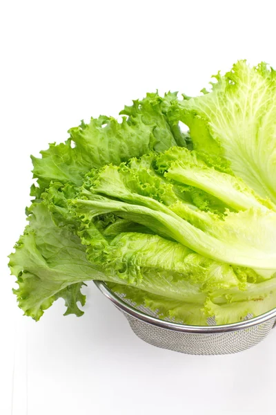 Lechuga fresca — Foto de Stock