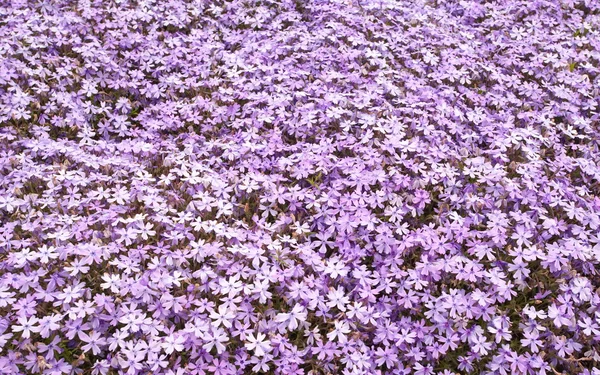 Flores de flox de musgo rosa —  Fotos de Stock