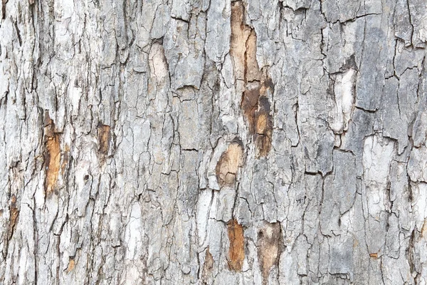 Struktura kůry stromu — Stock fotografie