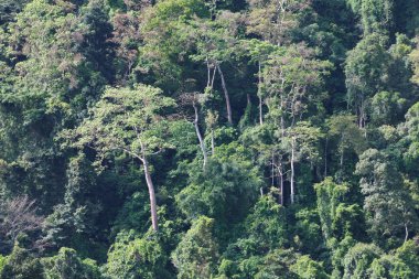 Yukarıdan yeşil ağaçlar