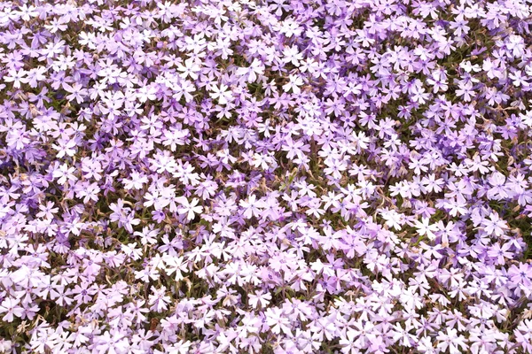 Rosa moss phlox blommor — Stockfoto