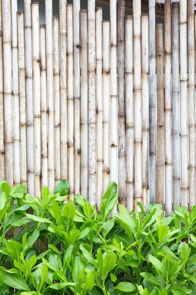 Cerca de bambu com folhas verdes — Fotografia de Stock
