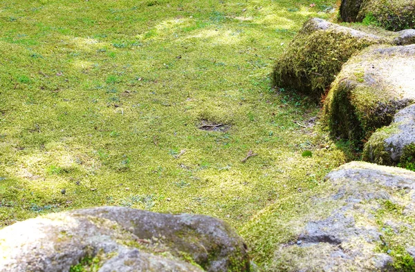 Зелений лишайниками srone — стокове фото